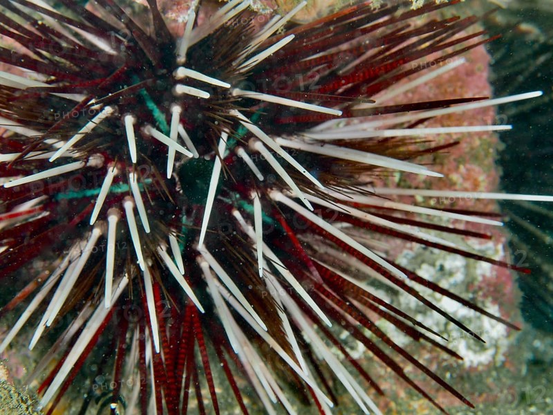 Close-up of a red and white sea urchin with strong spines, banded sea urchin (Echinothrix calamaris), dive site Secret Bay, Gilimanuk, Bali, Indonesia