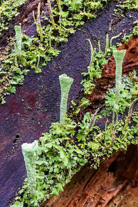 Close up at Trumpet cup lichen (Cladonia fimbriata) growing on a tree stump