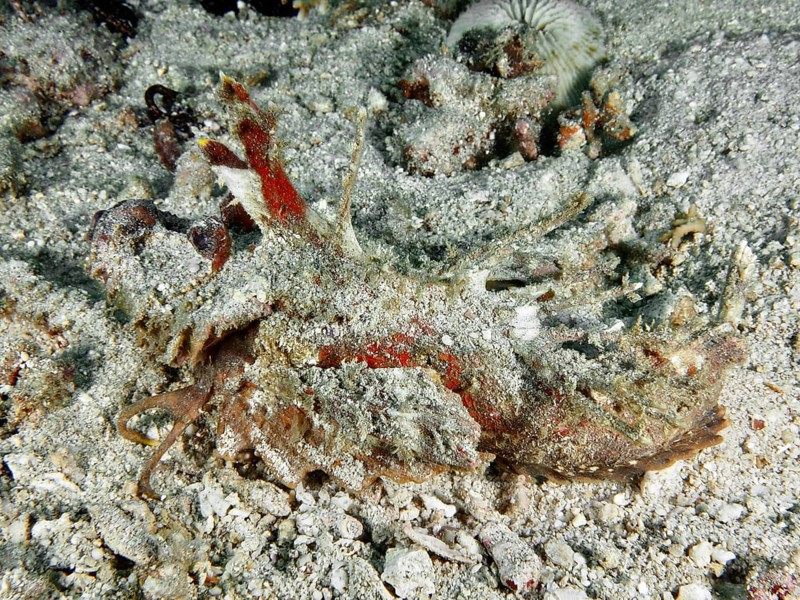 A spiny devil fish (Inimicus didactylus) lies camouflaged between coral fragments and sand on the seabed, dive site Pidada, Penyapangan, Bali, Indonesia