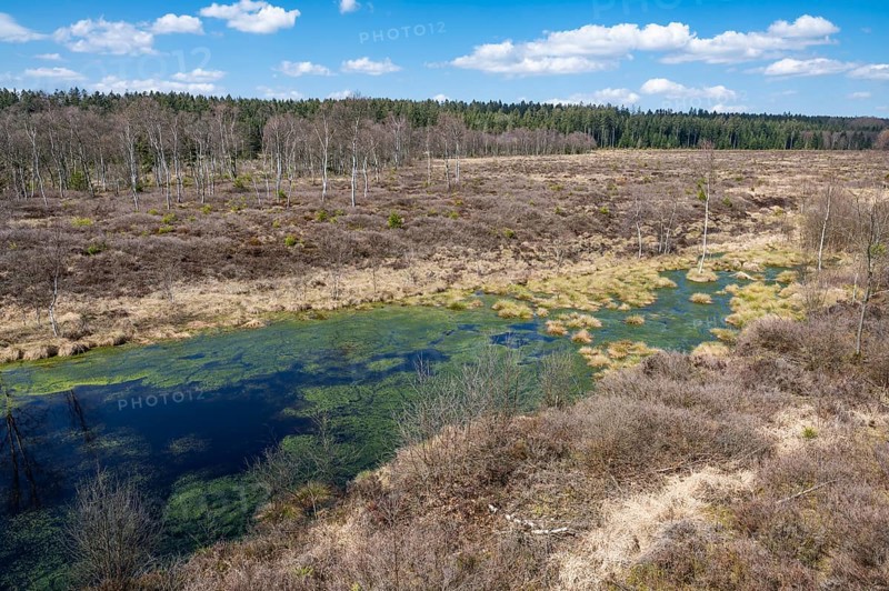 Mecklenbruch raised bog, nature reserve, Solling-Vogler nature park Park, Lower Saxony, Germany