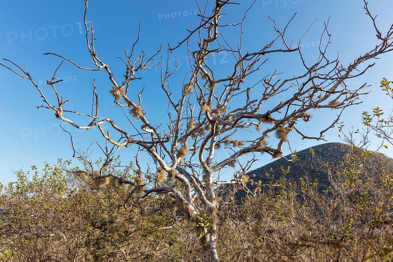 Boswellia sacra (synonym: Boswellia carteri), Galapagos, Ecuador