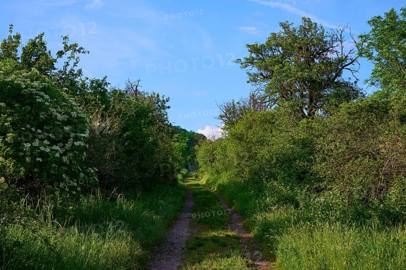 Field path between hedges in spring m blue sky, Wandersleben, Drei Gleichen, Thuringia, Germany