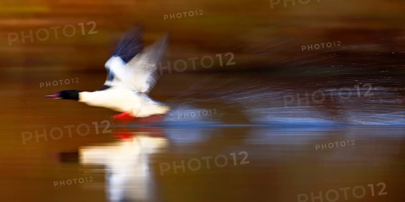 Goosander (Mergus merganser), drake at take-off from the water, tow, wiping effect, Middle Elbe Biosphere Reserve, Dessau-Roßlau, Saxony-Anhalt, Germany