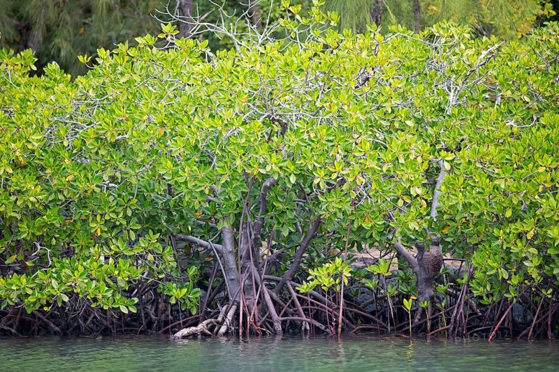 Red mangroves (Rhizophora mangle), Île d'Ambre or Amber Island, Riviere du Rempart region, Mauritius