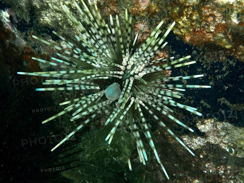 Exotic patterned sea urchin in an interesting colour and with long spines, banded sea urchin (Echinothrix calamaris), dive site Secret Bay, Gilimanuk, Bali, Indonesia