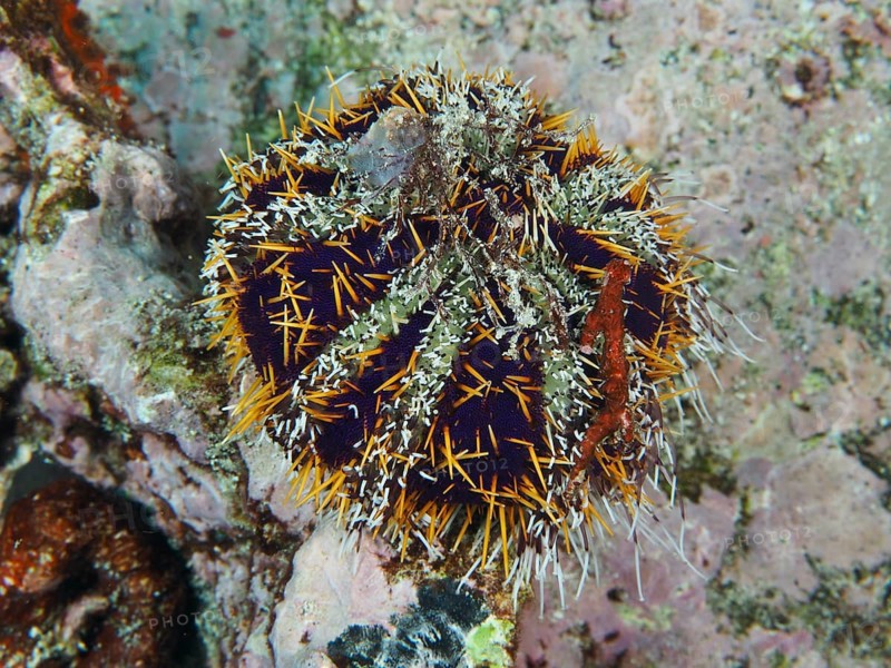 Peacock urchin (Tripneustes gratilla) with sharp spines and yellow details in underwater landscape, dive site Toyapakeh, Nusa Ceningan, Nusa Penida, Bali, Indonesia