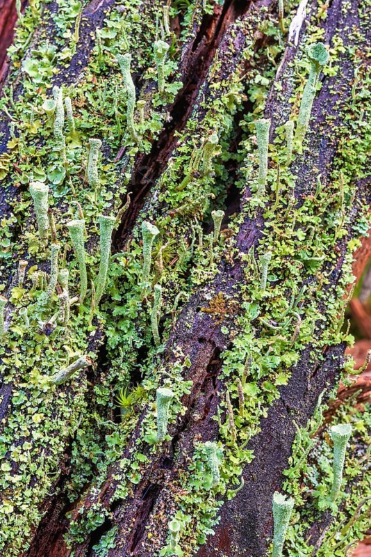 Trumpet cup lichen (Cladonia fimbriata) growing on a tree stump with other lichens