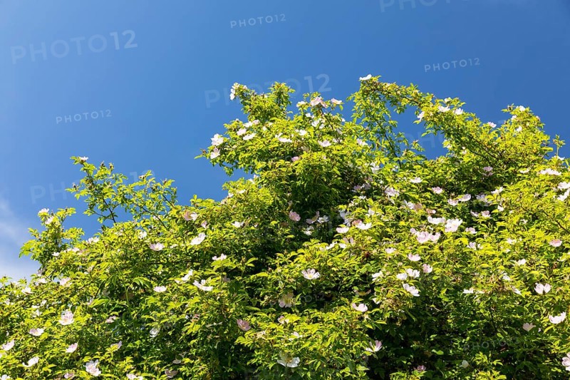 Wild dog rose (Rosa corymbifera) in bloom against a blue sky, Saxony, Germany