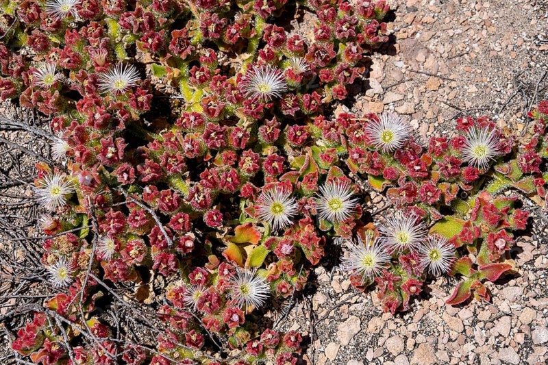 Flowering succulents on Dirk Hartog Island, Dirk Hartog Island National Park, named after the Dutch navigator of the same name, Shire of Shark Bay, State of Western Australia, Australia