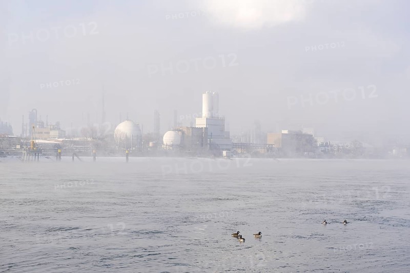BASF plant site on the banks of the Rhine, chemical company, Canada geese, foggy mood, Ludwigshafen, Rhineland-Palatinate, Germany