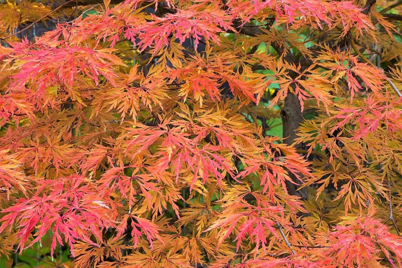 Acer palmatum x pseudosieboldianum 'Jack Frost Ice Dragon' - Hydrid Smooth Japanese Maple tree leaves in autumn, Quebec, Canada