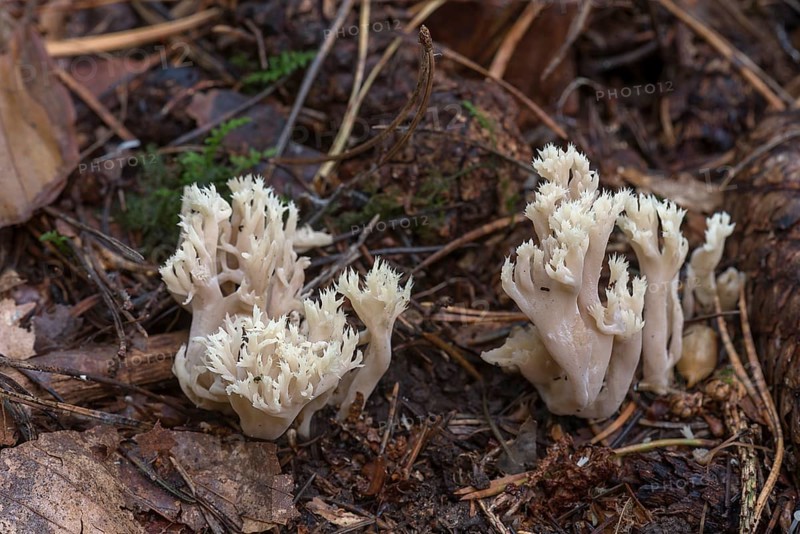 Comb-shaped club fungus (Clavulina coralloides) in mixed forest, Franconia, Bavaria, Germany
