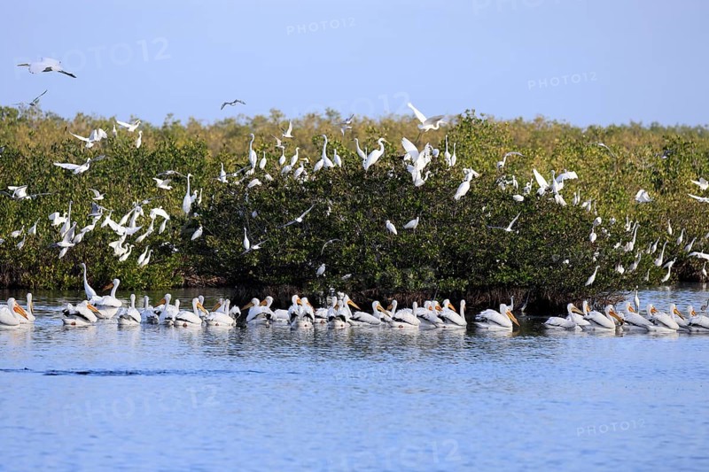 Rhinoceros Pelican (Pelecanus erythrorhynchos), adult, group, in water, fishing, wintering, Snowbirds, Merritt Island, Black Point Wildlife Drive, Florida, USA, North America