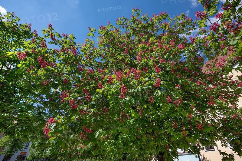 Flowering red chestnut tree (Aesculus pavia), Bavaria, Germany