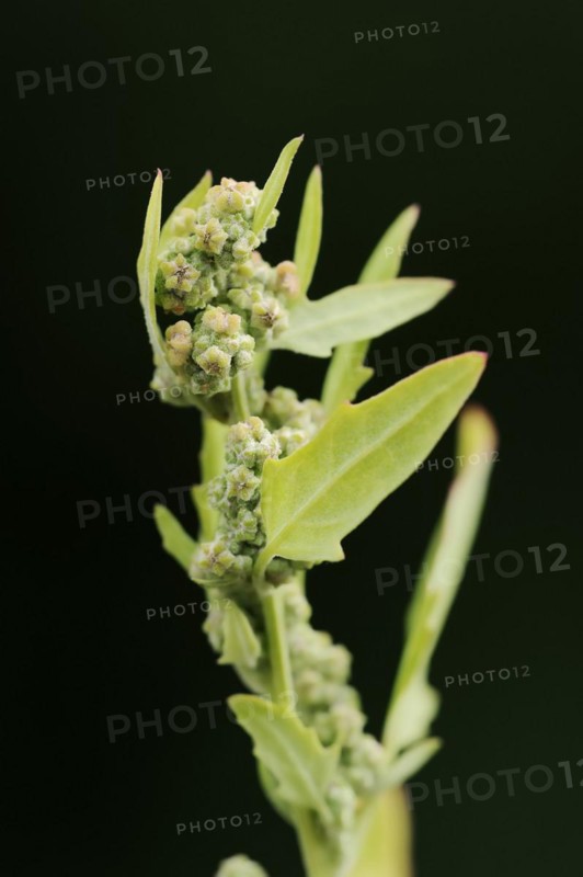 Red goosefoot or red goosefoot (Oxybasis rubra, Chenopodium rubrum), North Rhine-Westphalia, Germany