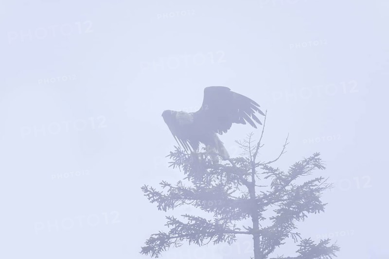 Bald Eagle (Haliaeetus leucocephalus), Iowa, USA