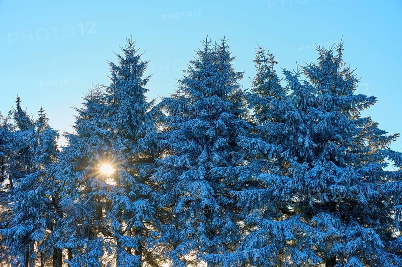 Snow-covered spruce trees with sunbeams through the branches in the cold forest, winter, Wasserkuppe, Gersfeld, Rhön, Hesse, Germany