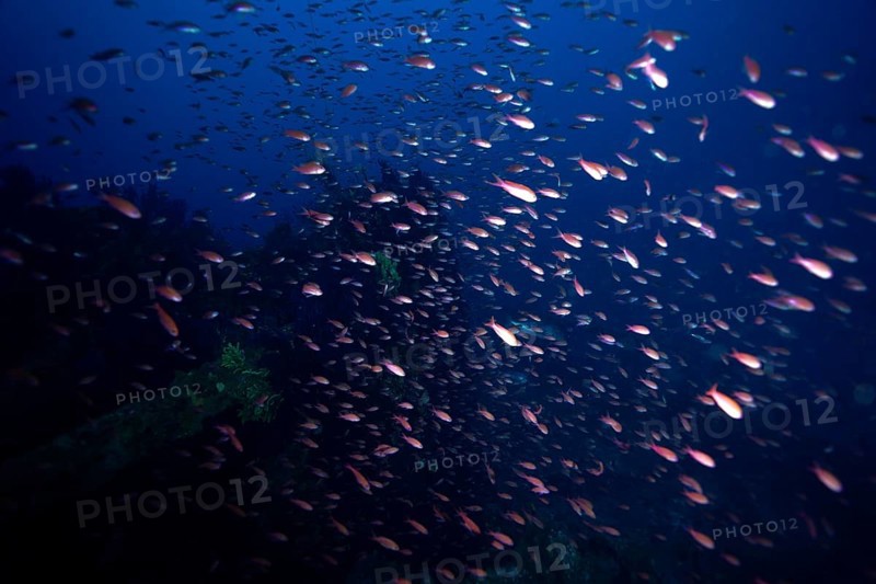 A shoal of Mediterranean flagfish (Anthias anthias) swimming in a deep blue sea, dive site Wreck le Donator, Giens peninsula, Provence Alpes Côte d'Azur, France