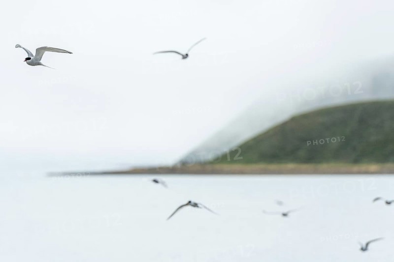 Arctic terns (Sterna paradisea) in flight, near Hofsos or Hofsós, Skagafjörður, Norðurland, Iceland