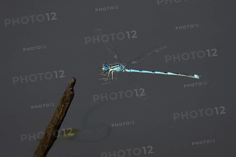 Goblet-marked damselfly (Erythromma lindenii) m approaching deadwood, Hesse, Germany