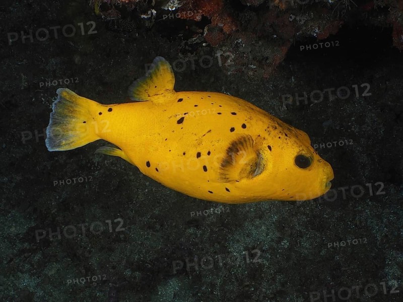 Guineafowl puffer (Arothron meleagris), yellow variant, Sodwana Bay National Park dive site, Maputaland Marine Reserve, KwaZulu Natal, South Africa