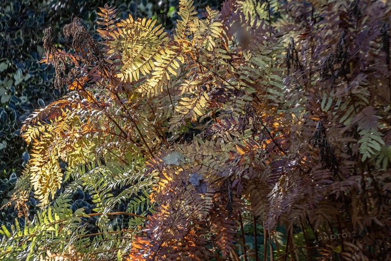 Royal fern (Osmunda regalis) in autumn foliage, Emsland, Lower Saxony, Germany