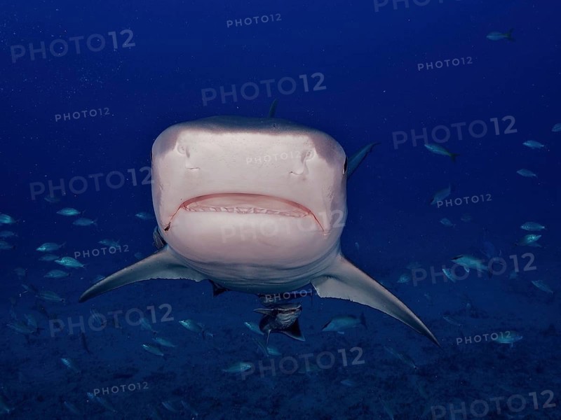 Close-up of tiger shark (Galeocerdo cuvier) in the blue ocean, its teeth are visible, dive site Bonair, Jupiter, Florida, USA