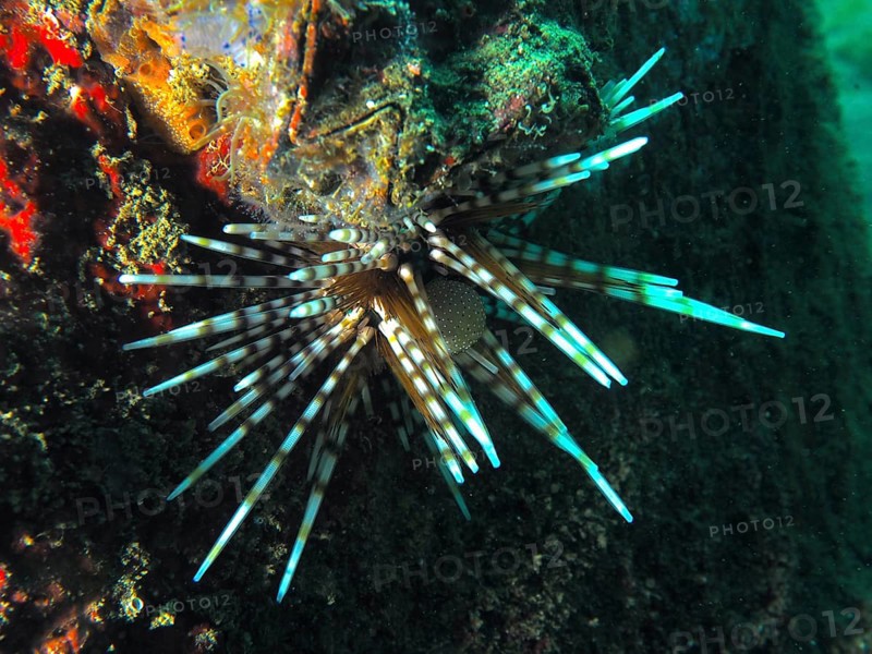 Colourful patterned sea urchin with long, pointed spines, banded sea urchin (Echinothrix calamaris), on a rock face, dive site Secret Bay, Gilimanuk, Bali, Indonesia
