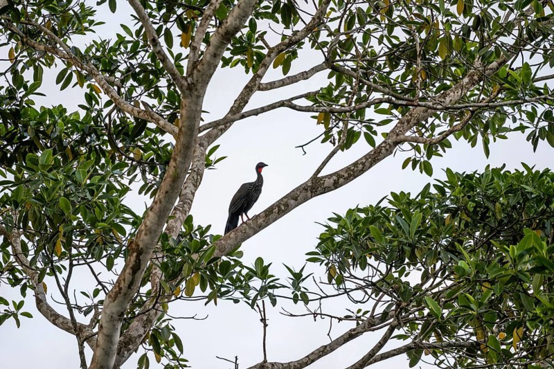 Crested guan (Penelope purpurascens) sitting in a tree against a white sky, tropical rainforest, Corcovado National Park, Osa, Puntarena Province, Costa Rica
