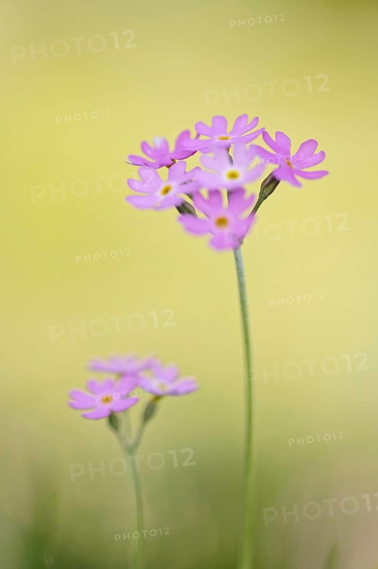 Primula farinosa, Upper Bavaria, Bavaria, Germany