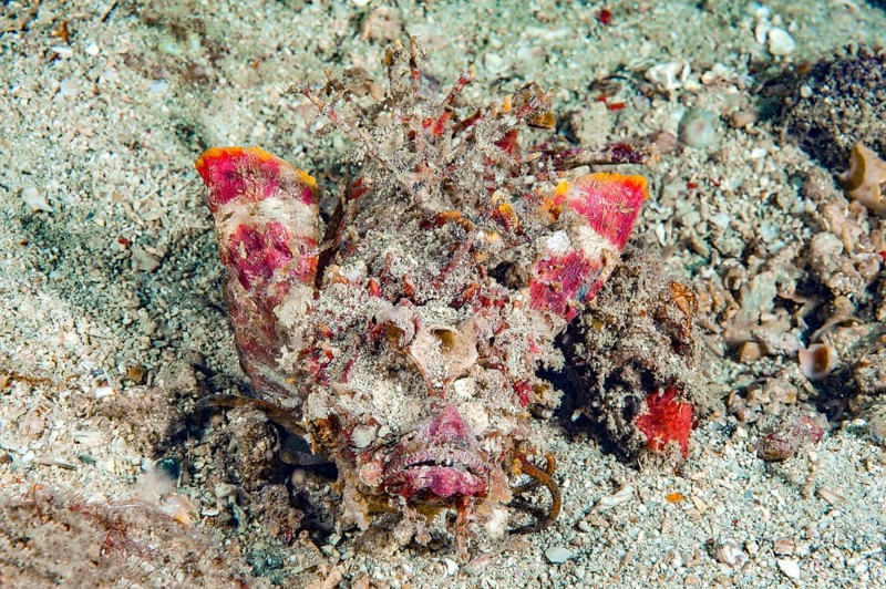 Close-up of Devilfish (Inimicus didactylus) Indian Walkman, Bearded Ghoul, Devil Stinger Fish with erect venomous spines looking directly at viewer sitting on sandy seabed, Pacific Ocean, Philippine Sea, Philippines