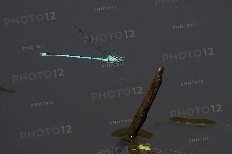 Goblet-marked damselfly (Erythromma lindenii) approaching deadwood, Hesse, Germany