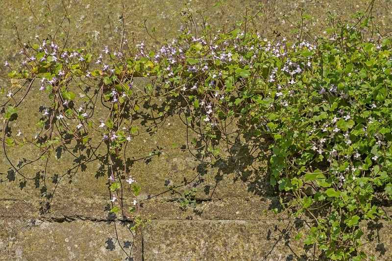 Cymbalaria muralis, wall, botany, plant, Münsterland, North Rhine-Westphalia, Germany