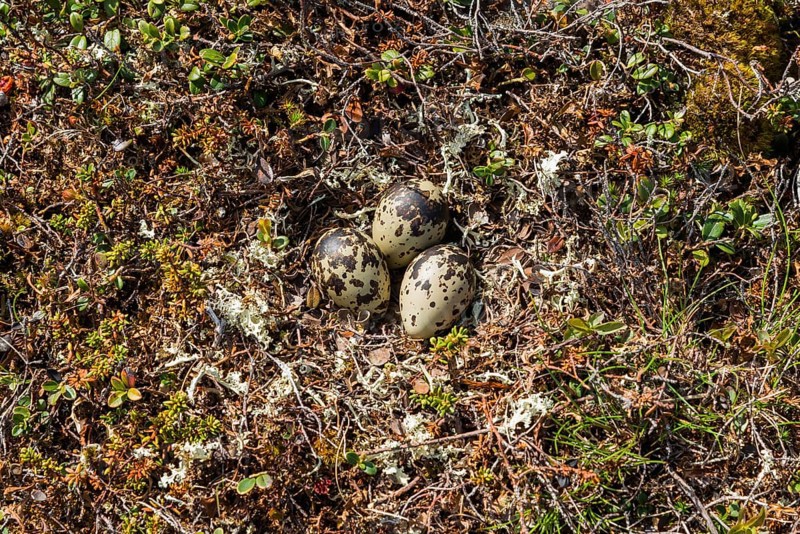 Eurasian dotterel (Charadrius morinellus) Clutch, nest