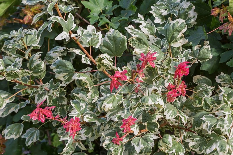'Carnival' Hedge Maple (Acer campestre) tree in summer, Quebec, Canada
