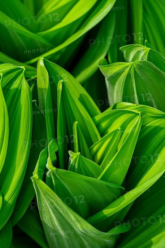 A detailed close-up of white hellebore, Veratrum album, leaves, displaying their vibrant green color and pronounced parallel veins. A striking example of natural plant symmetry and growth