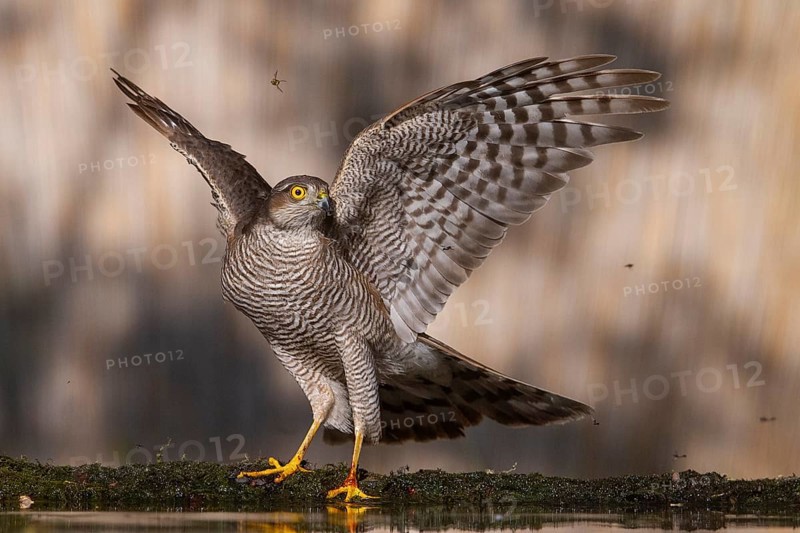 Eurasian Sparrowhawk (Accipiter nisus) at a waterhole, Subotica, Serbia