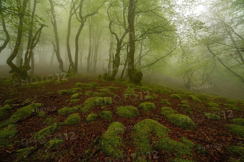 A mystical forest scene shrouded in mist, featuring a lush, moss covered forest floor in the Pyrenees. Trees with vibrant green foliage create an enchanting, tranquil atmosphere