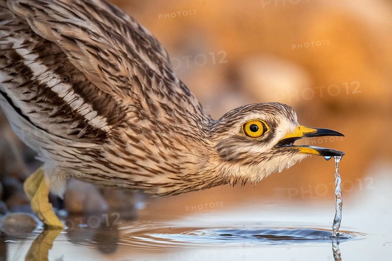 Eurasian Stone-curlew (Burhinus oedicnemus) drinking, Castile-La Mancha, Spain
