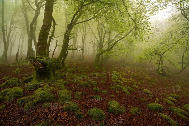 Enchanting magic forest scene with lush green trees and a moss covered ground in the Pyrenees. The ethereal fog creates a serene and mysterious atmosphere, highlighting nature beauty