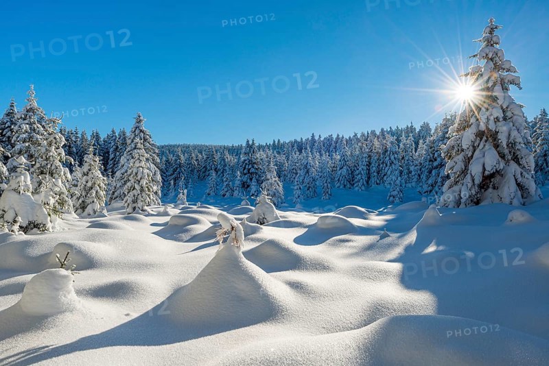 Untouched winter landscape with deep snow-covered forest in the Harz National Park, the sun shining from the blue sky, near Schierke, Saxony-Anhalt, Germany