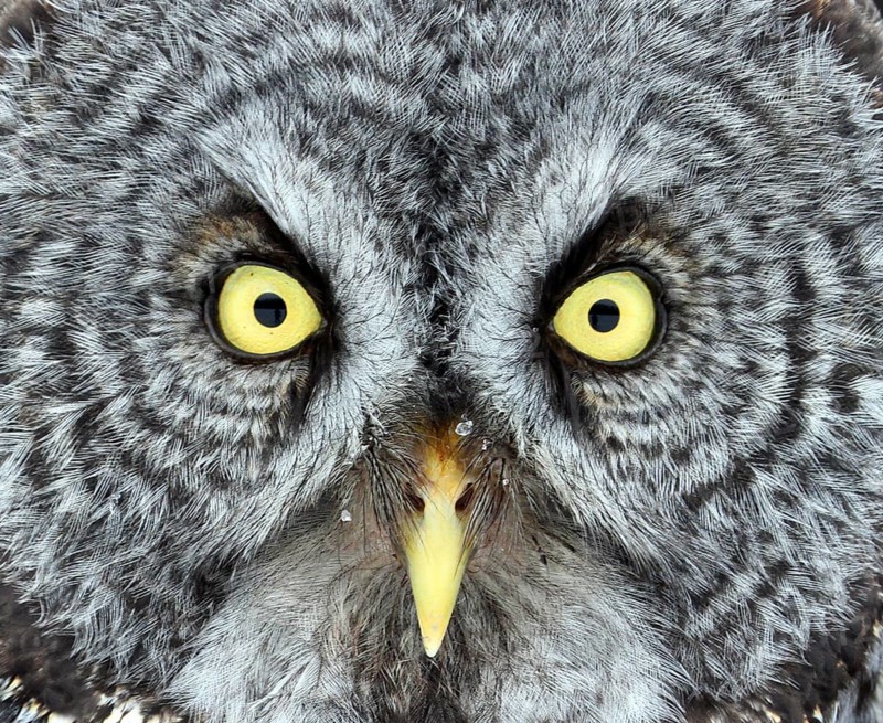 Great Gray Owl, Strix nebulosa, near Hudson Bay, Saskatchewan, Canada