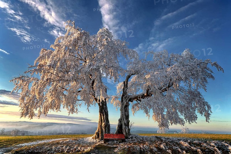 Germany, Upper Franconia, Presseck, cold perennial, a pair of beech trees, beech, two beech trees, bank, Presseck, Oberfanken, Federal Republic of Germany