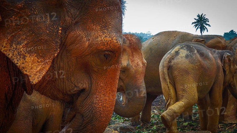 Group of Asian elephants (elephas maximus) in front of palm trees in a natural environment, Pinnawela Elephant Orphanage, Sri Lanka