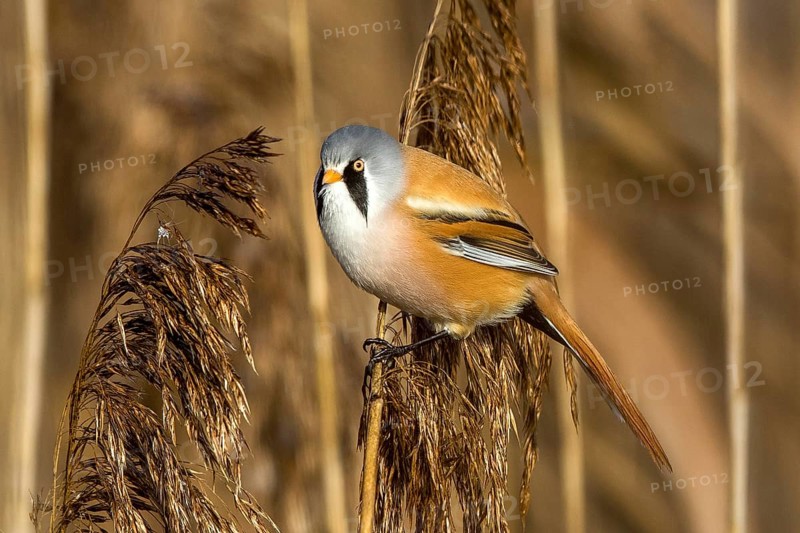 Bearded tit sitting on reed stalk, (Panurus biarmicus), Federsee lake, Baden-Württemberg, Federal Republic of Germany