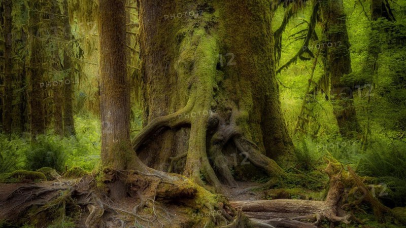 USA, Oregon, Hoh Rain Forset, Olympic National Park, Hoh Rain Forest, Oregon, USA