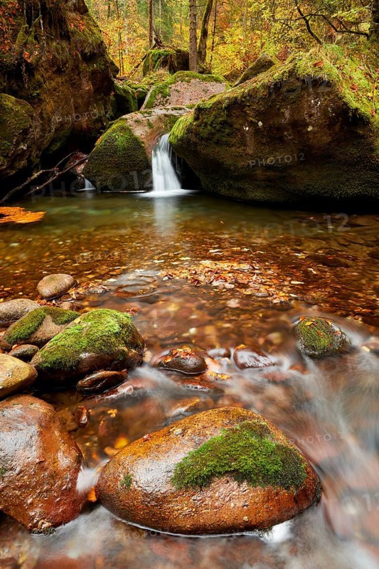 Forest Stream in autumn colours, St. Gallen, Switzerland