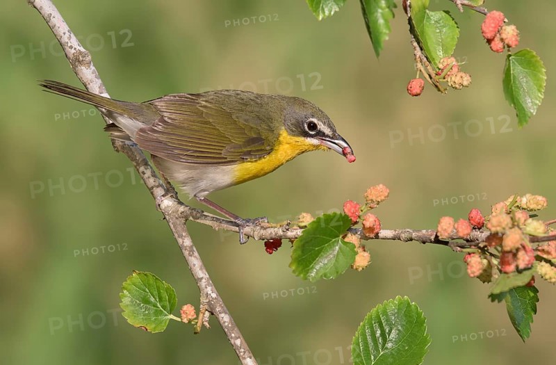 Yellow-breasted Chat (Icteria virens) feeding on red berries, Texas, USA