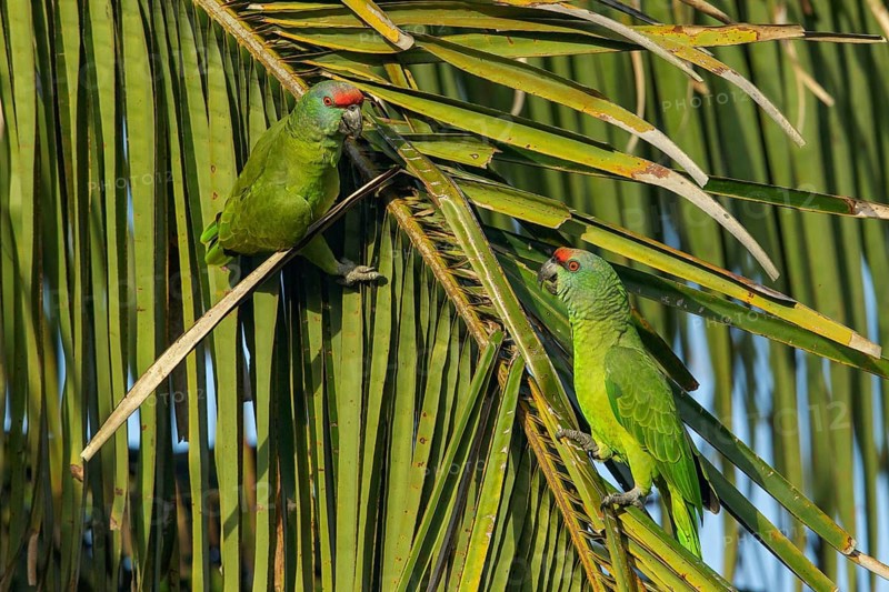 Festive Parrot (Amazona festiva) perched on a branch in the rainforest of Guyana