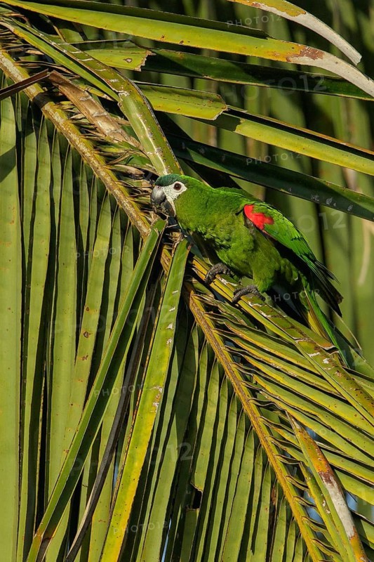 Red-shouldered Macaw (Diopsittaca nobilis) perched on a branch in the rainforest of Guyana